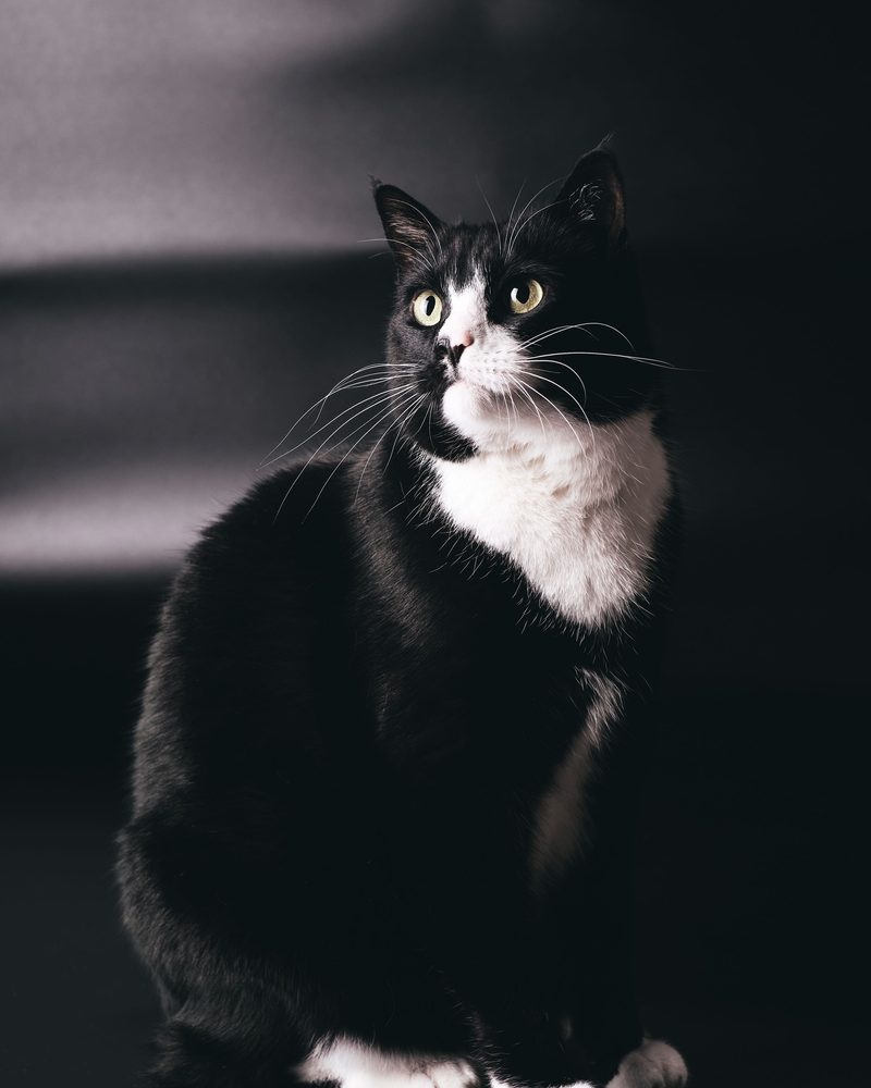 Chats